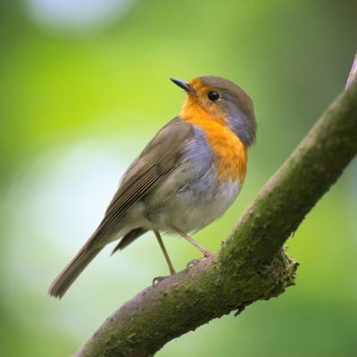 High-Pitched Sounds Like Birdsong Are Fading. Do I Have Hearing Loss?